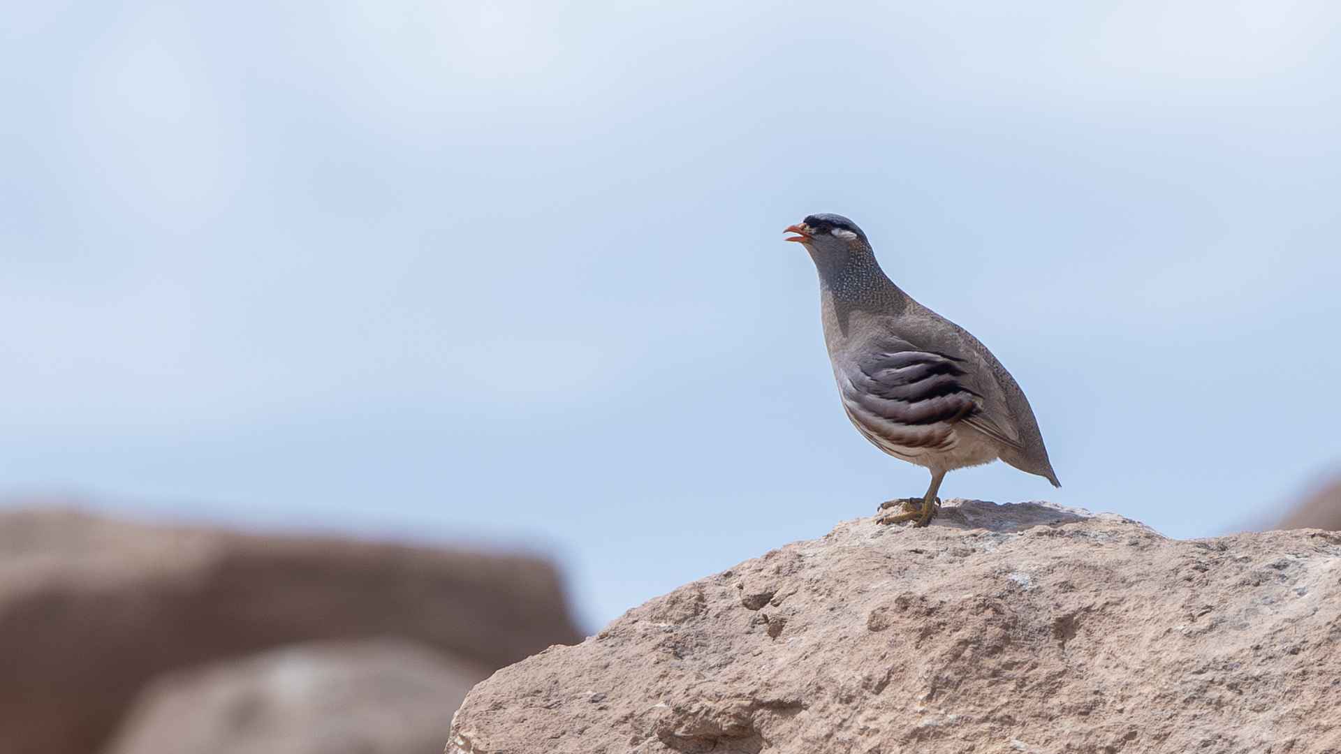 See-see Partridge